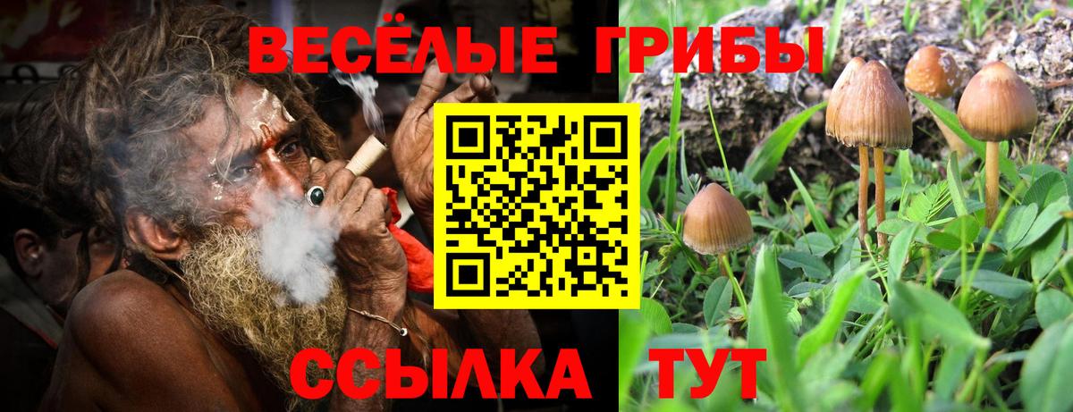 Зерноград  Псилоцибиновые грибы Psilocybe  Вход с VPN 